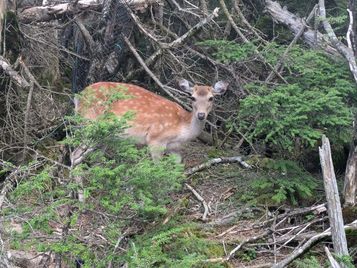 たむら鍼灸整骨院のイメージ