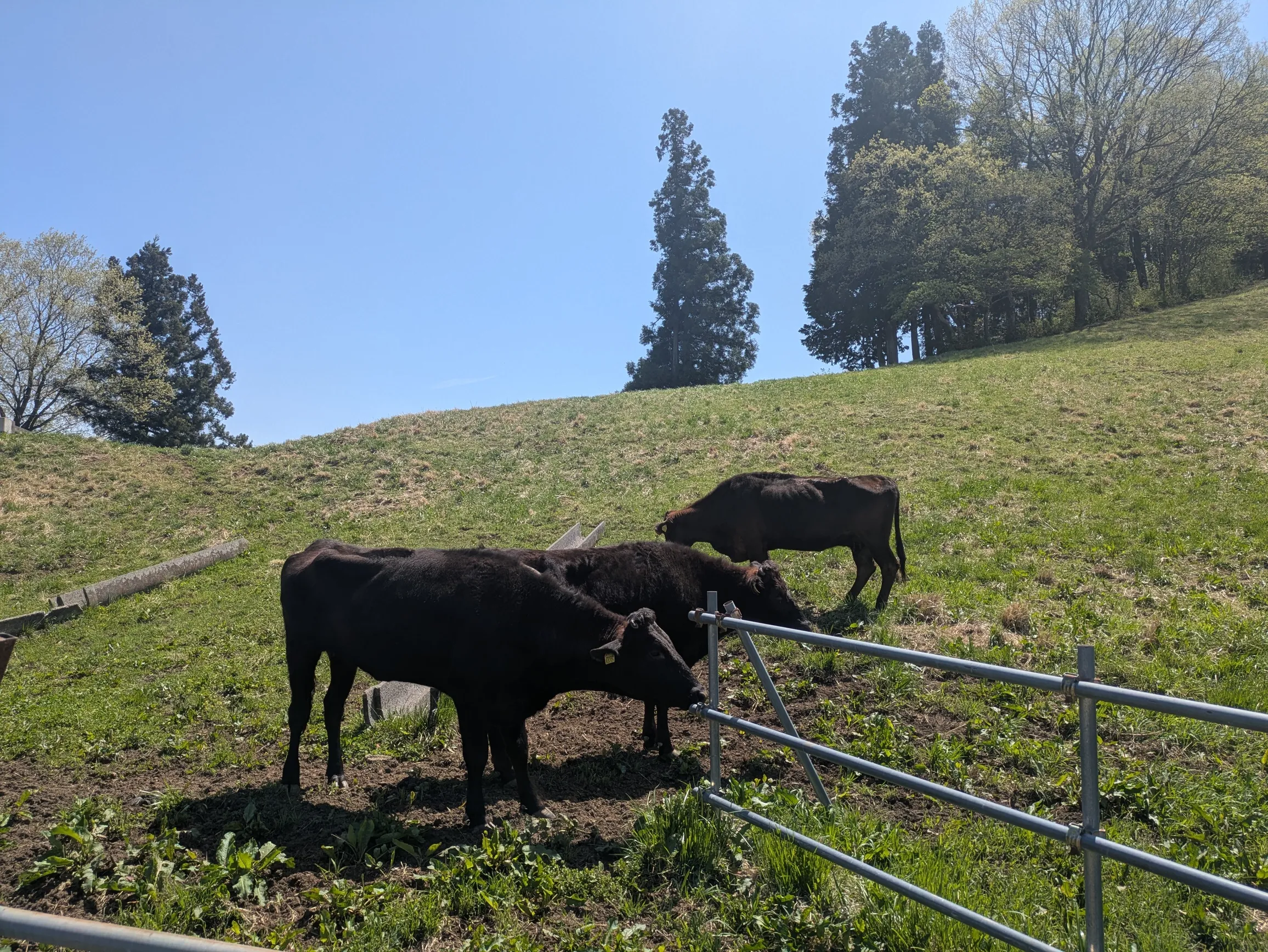 牛が放し飼い