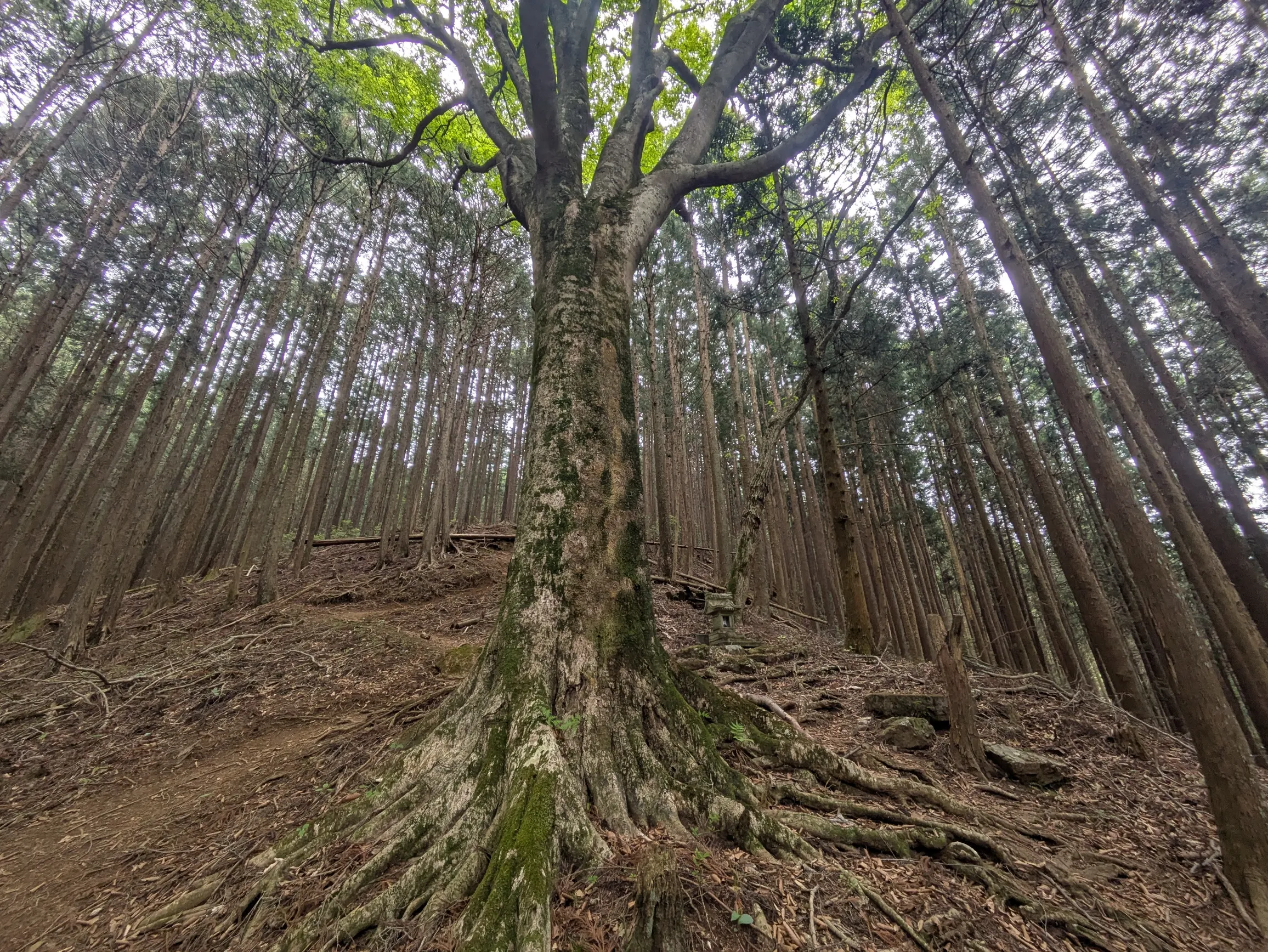 たむら鍼灸整骨院のイメージ