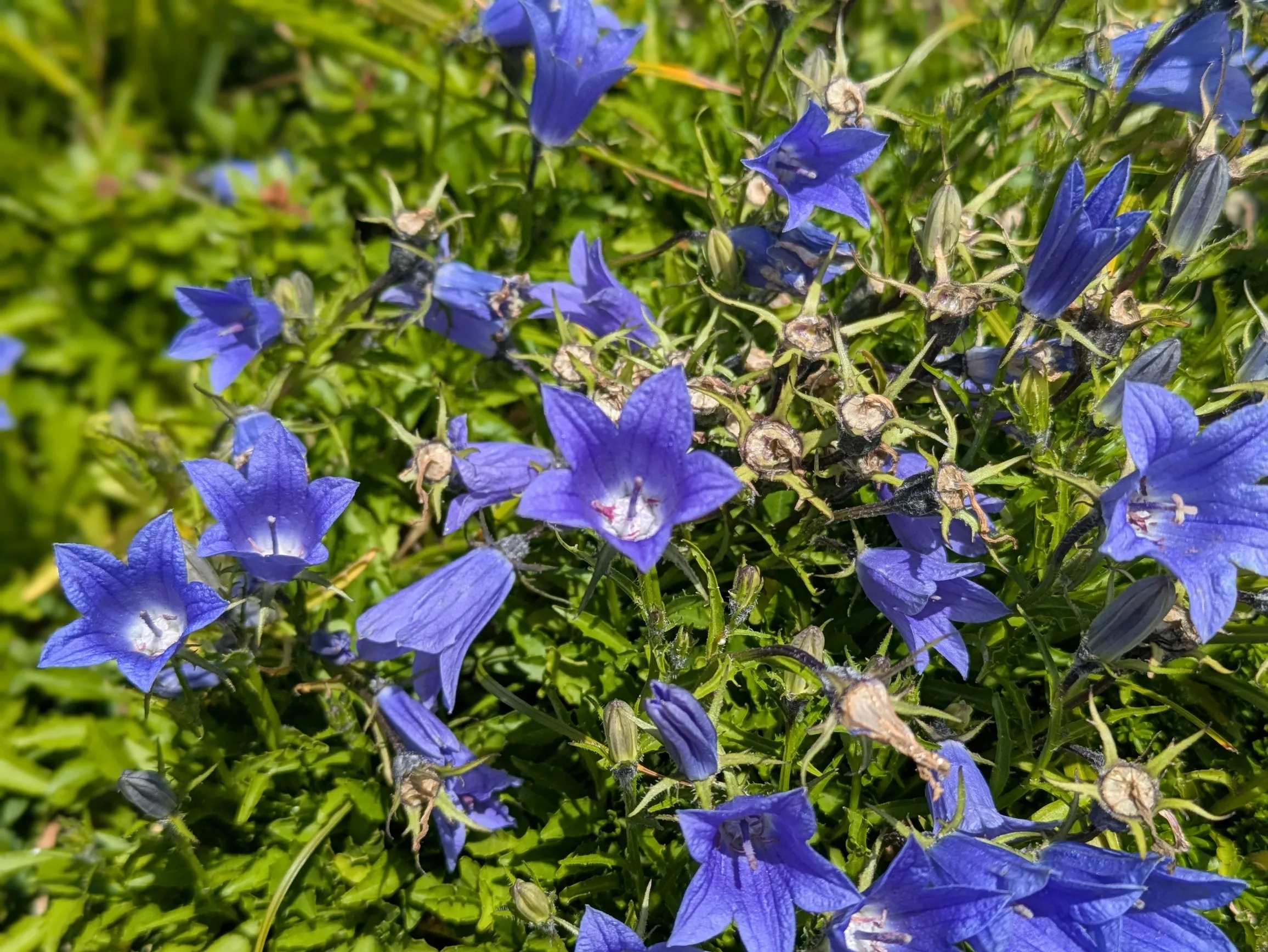 イワギキョウ