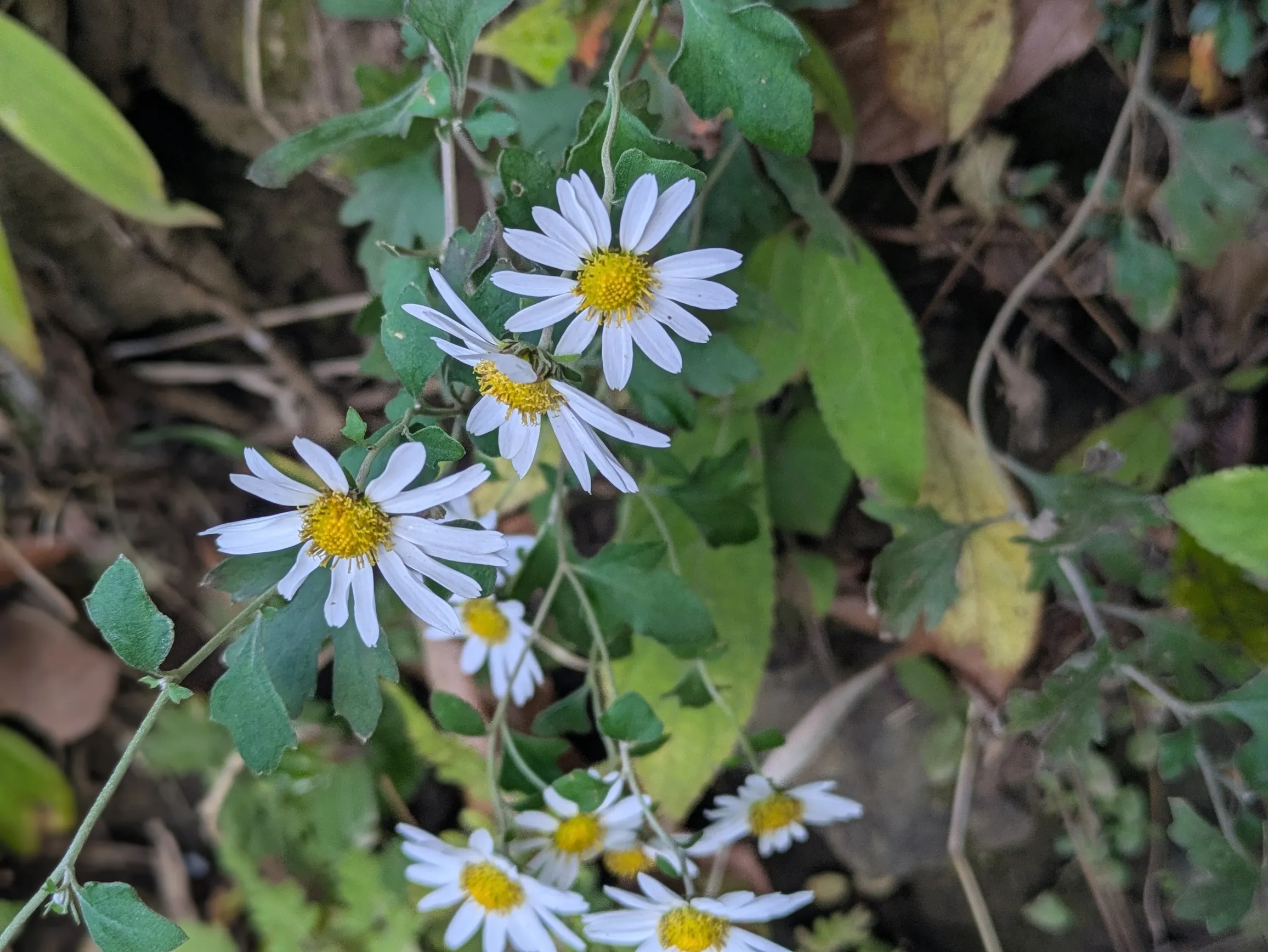 たむら鍼灸整骨院のイメージ