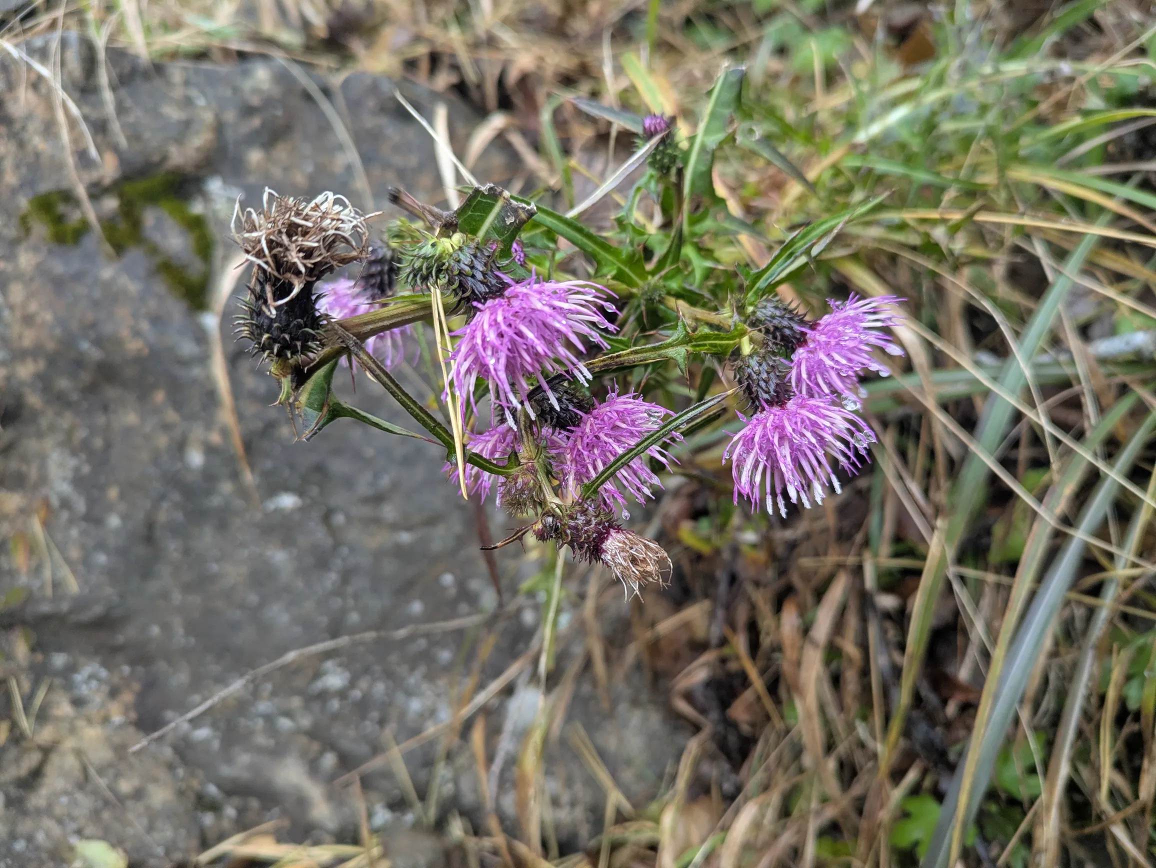 たむら鍼灸整骨院のイメージ