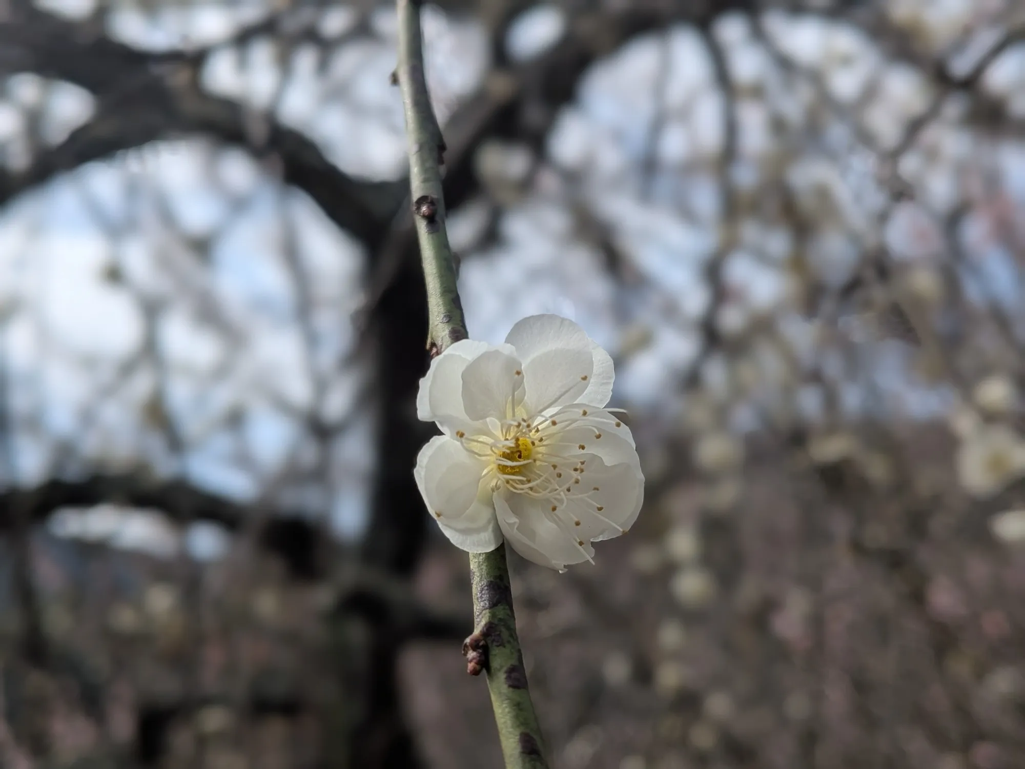 たむら鍼灸整骨院のイメージ