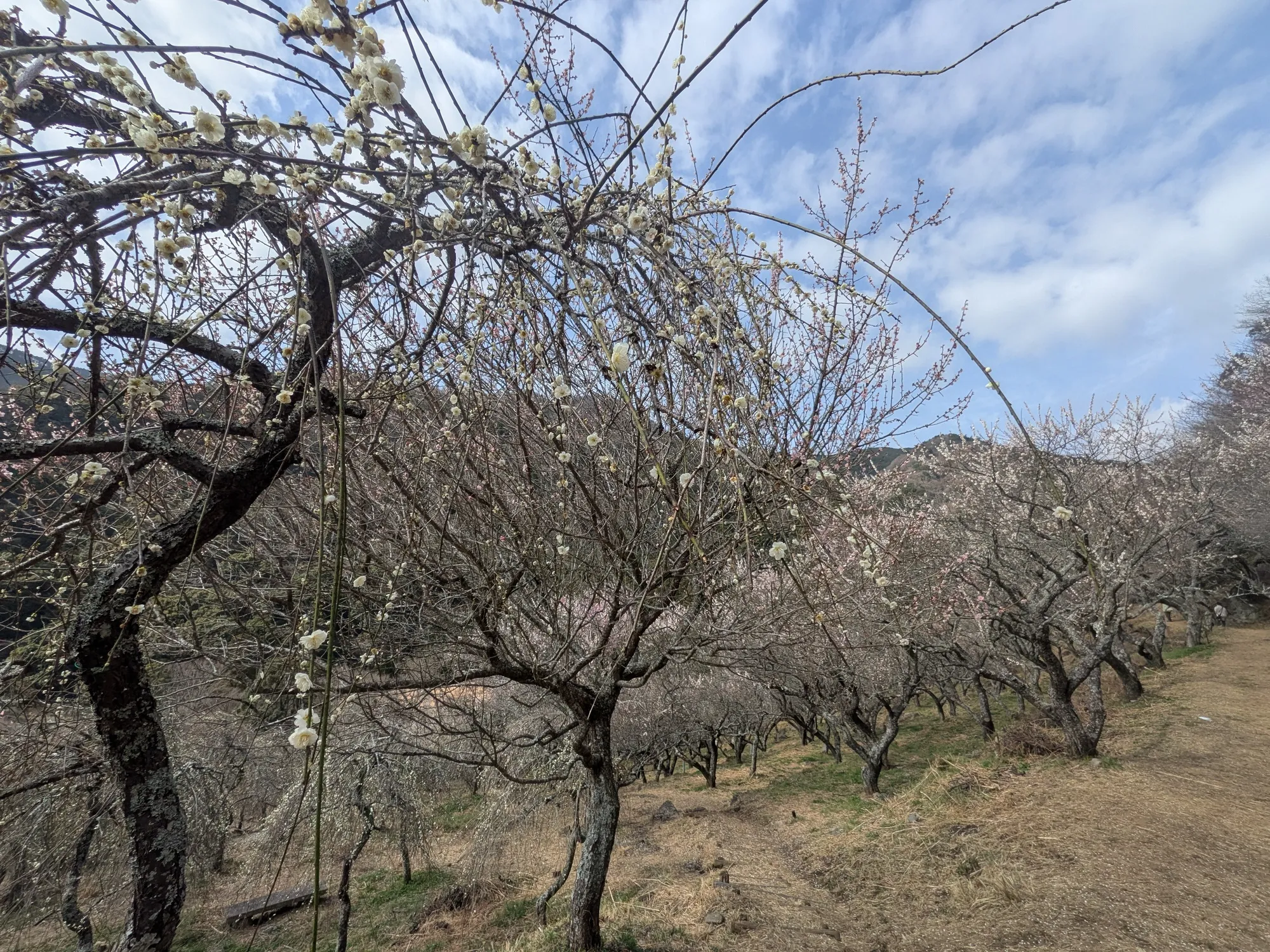 たむら鍼灸整骨院のイメージ