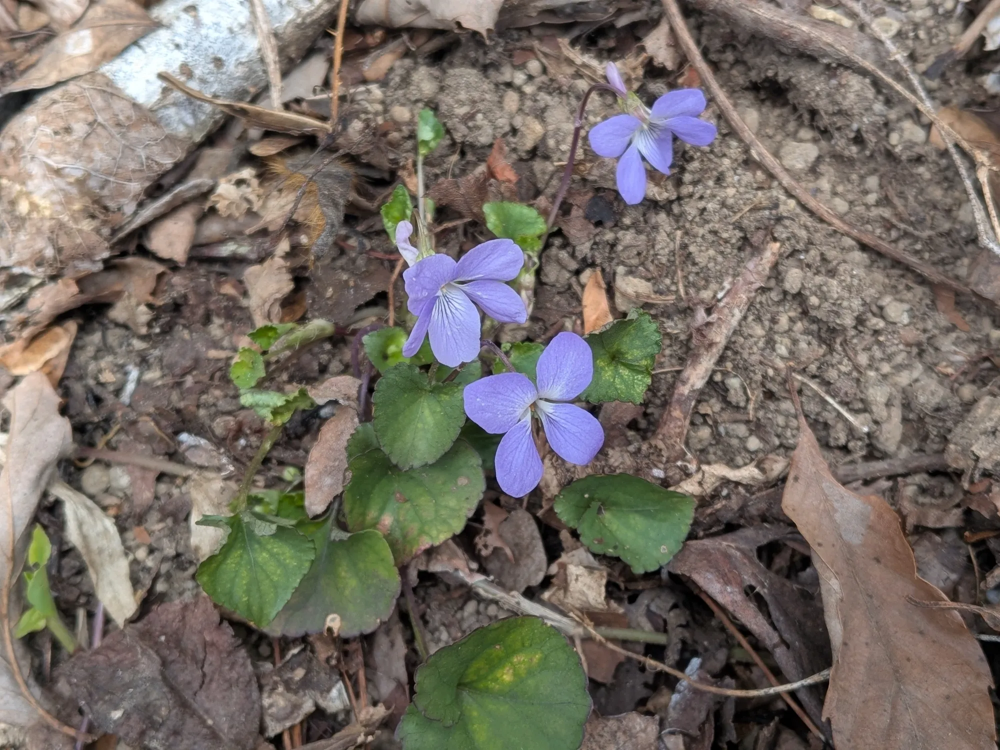 たむら鍼灸整骨院のイメージ