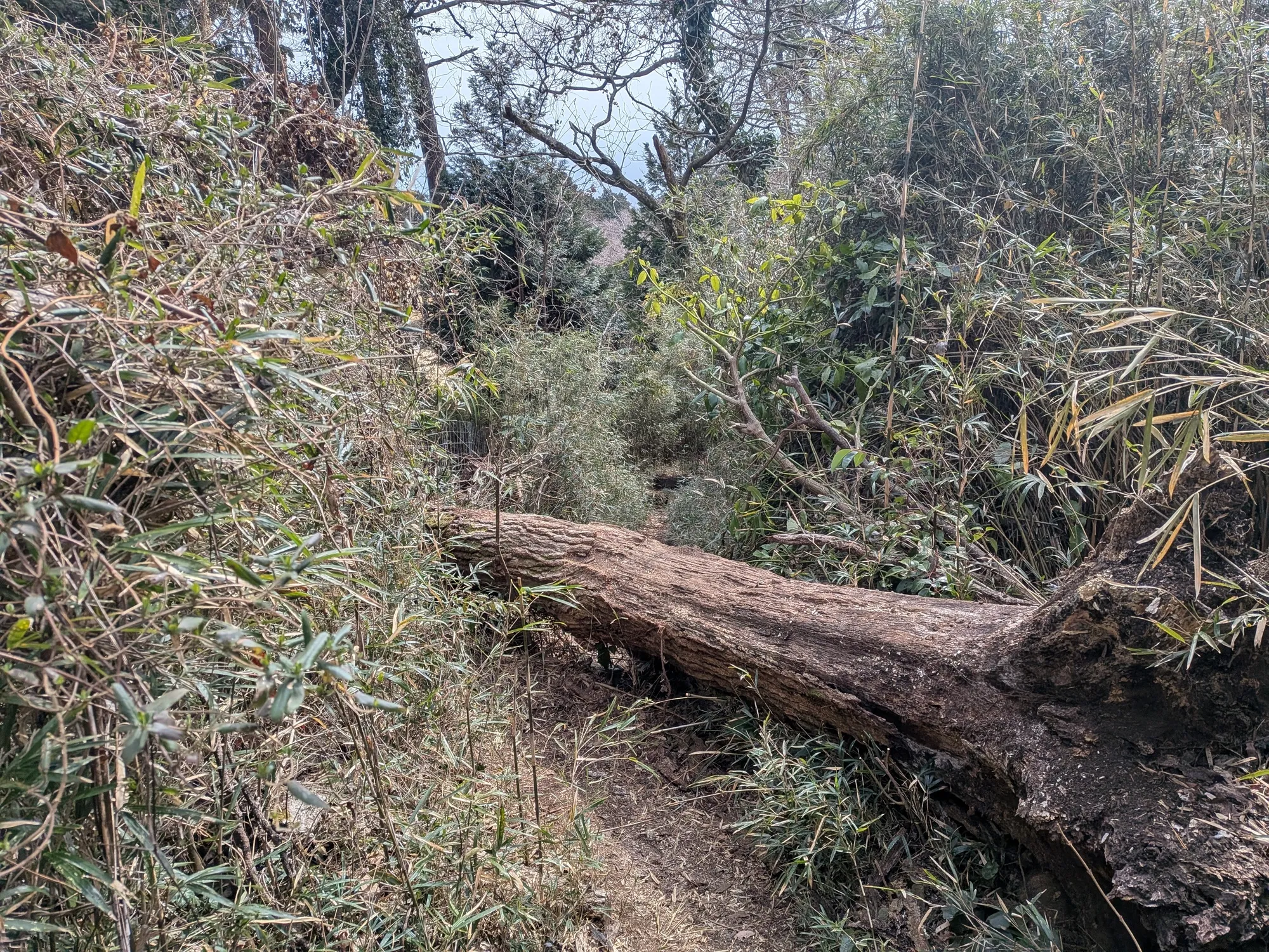 たむら鍼灸整骨院のイメージ