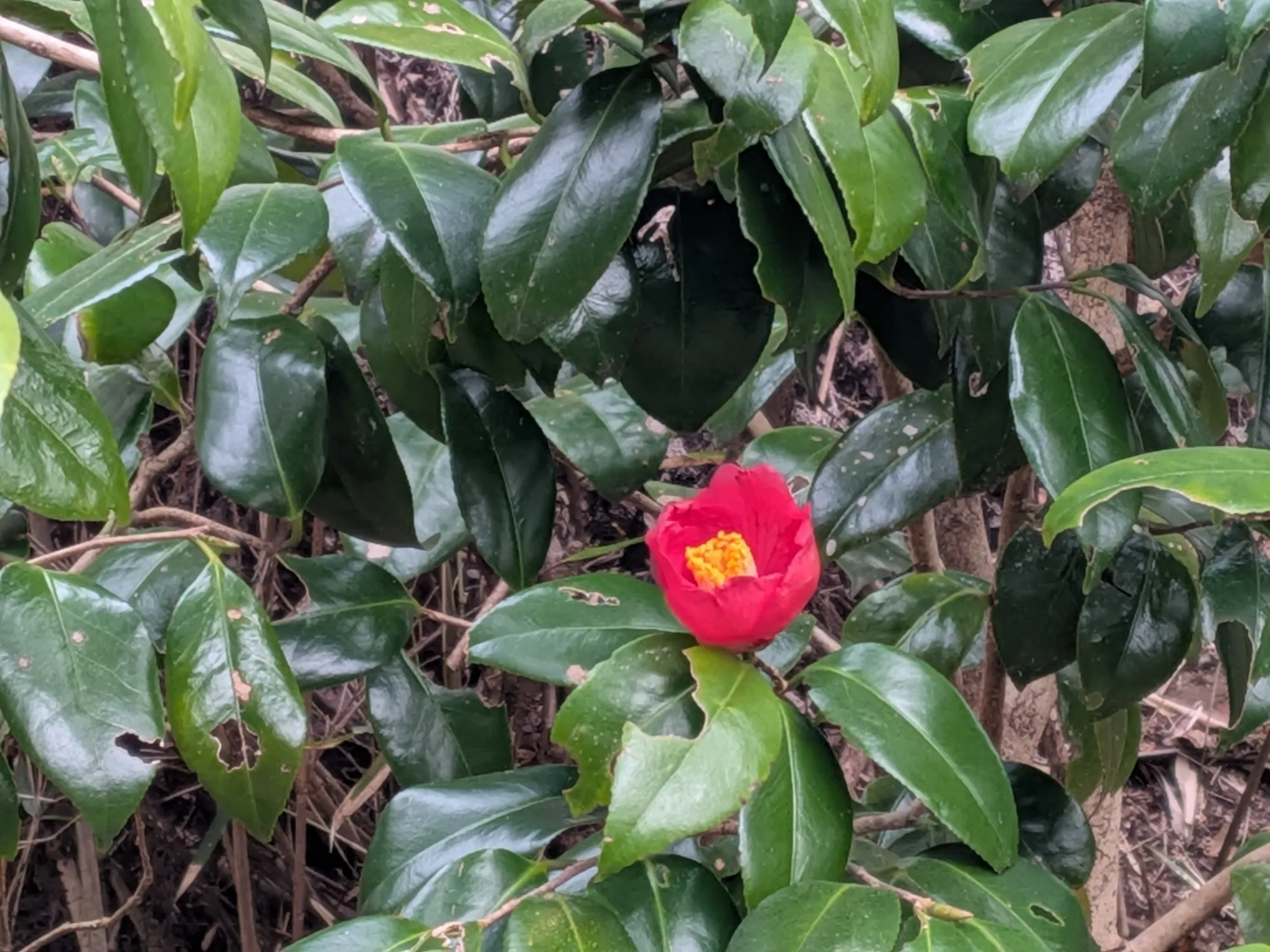 たむら鍼灸整骨院のイメージ