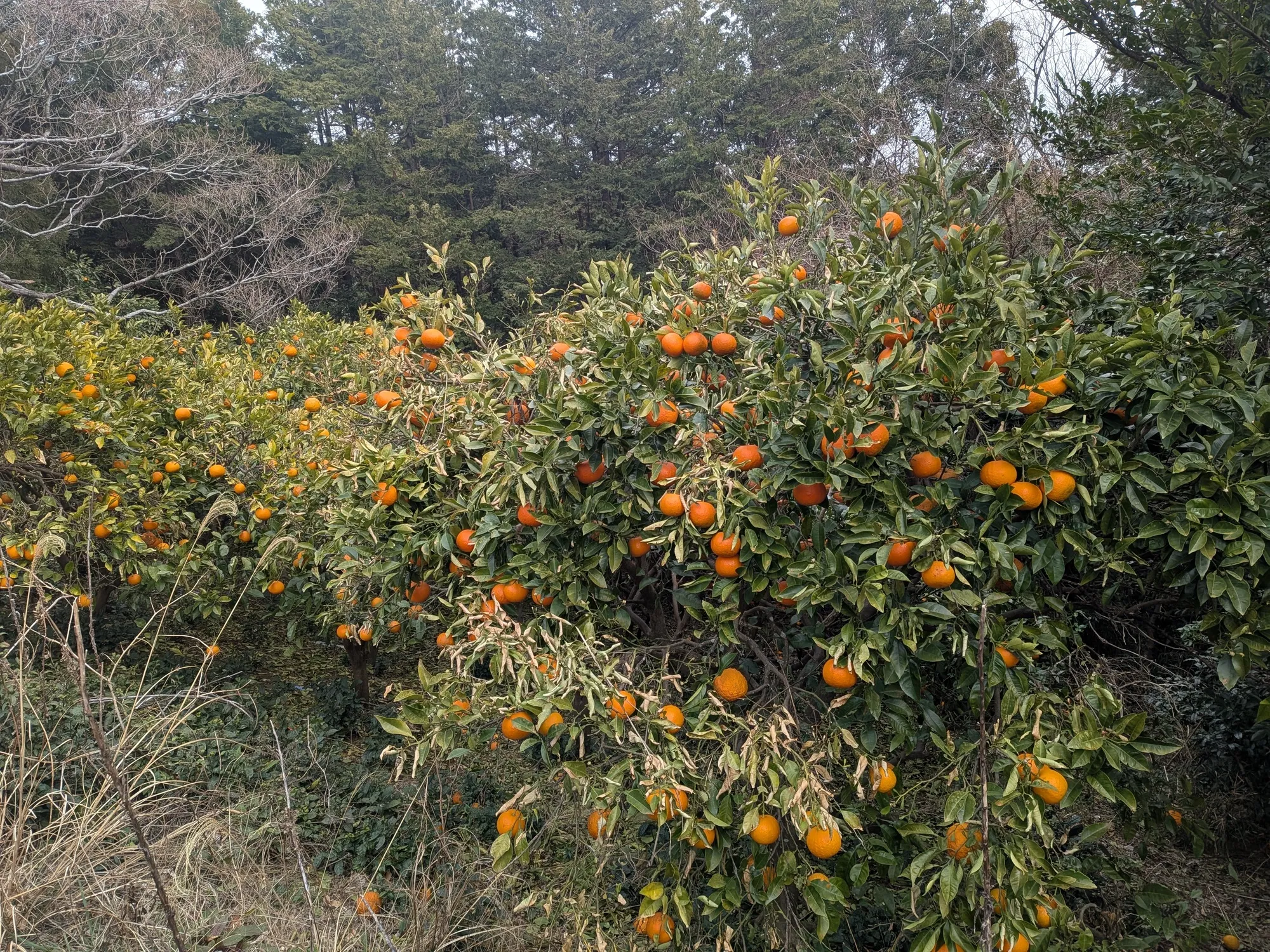 たむら鍼灸整骨院のイメージ