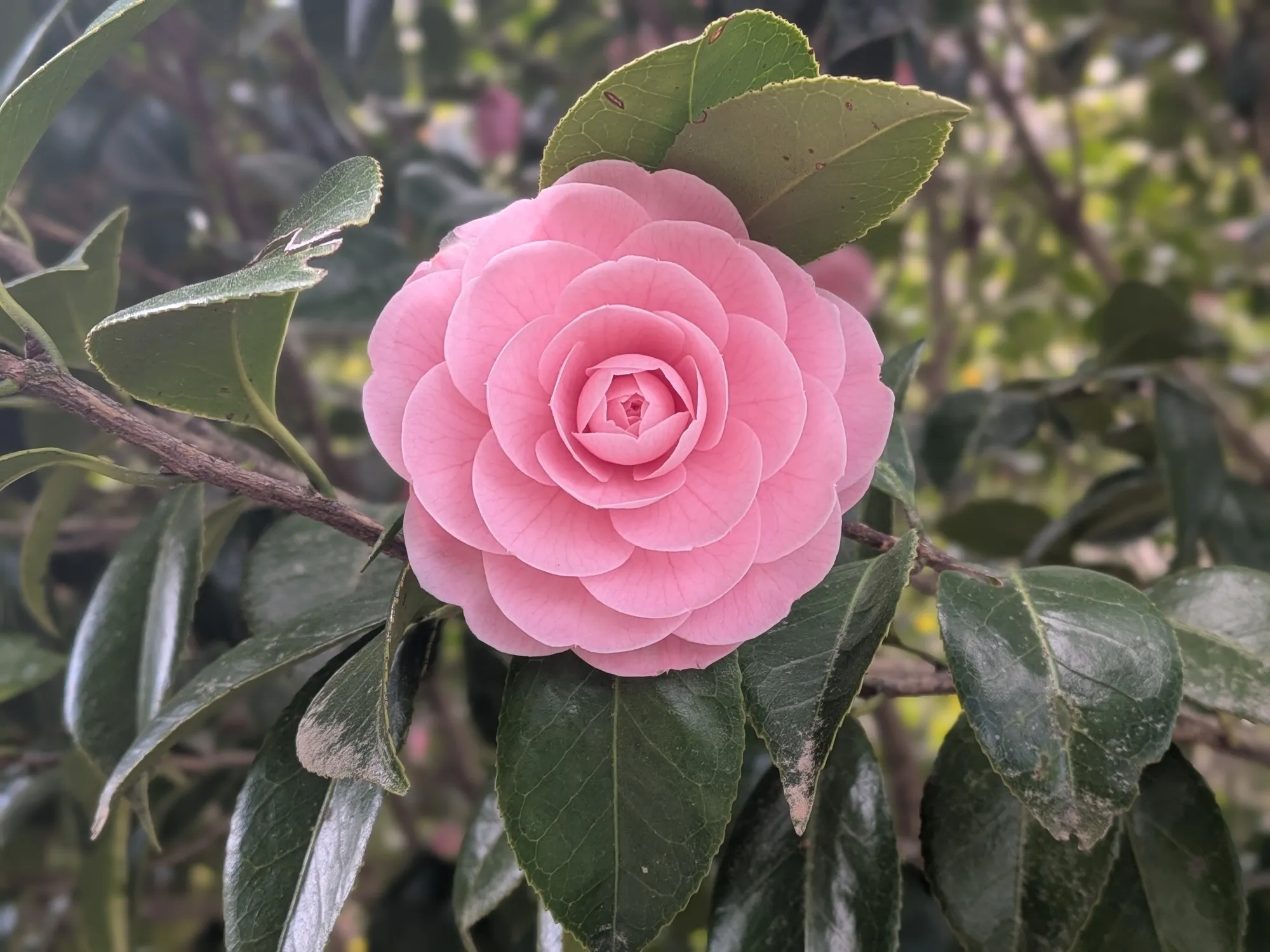 たむら鍼灸整骨院のイメージ