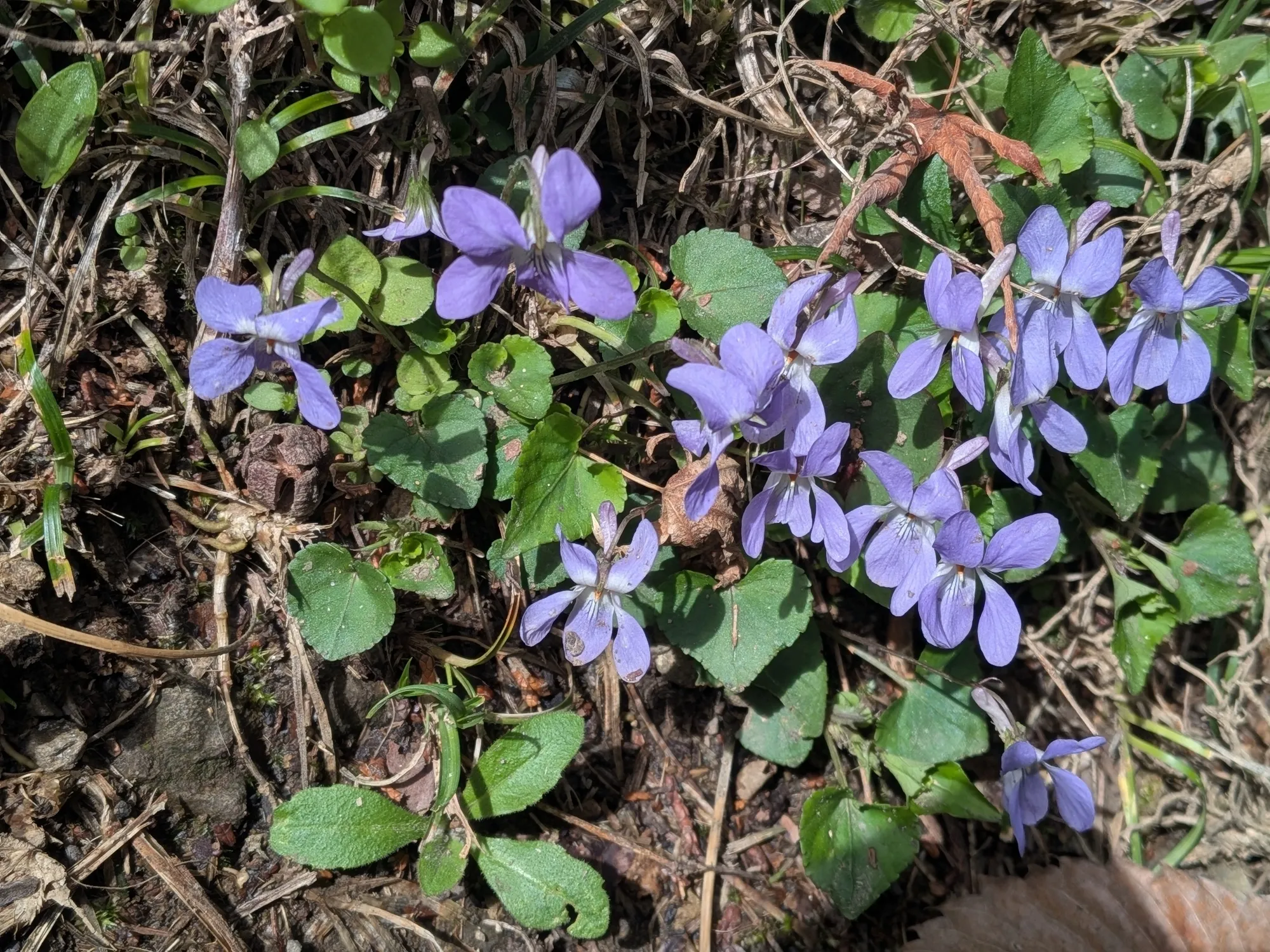 たむら鍼灸整骨院のイメージ