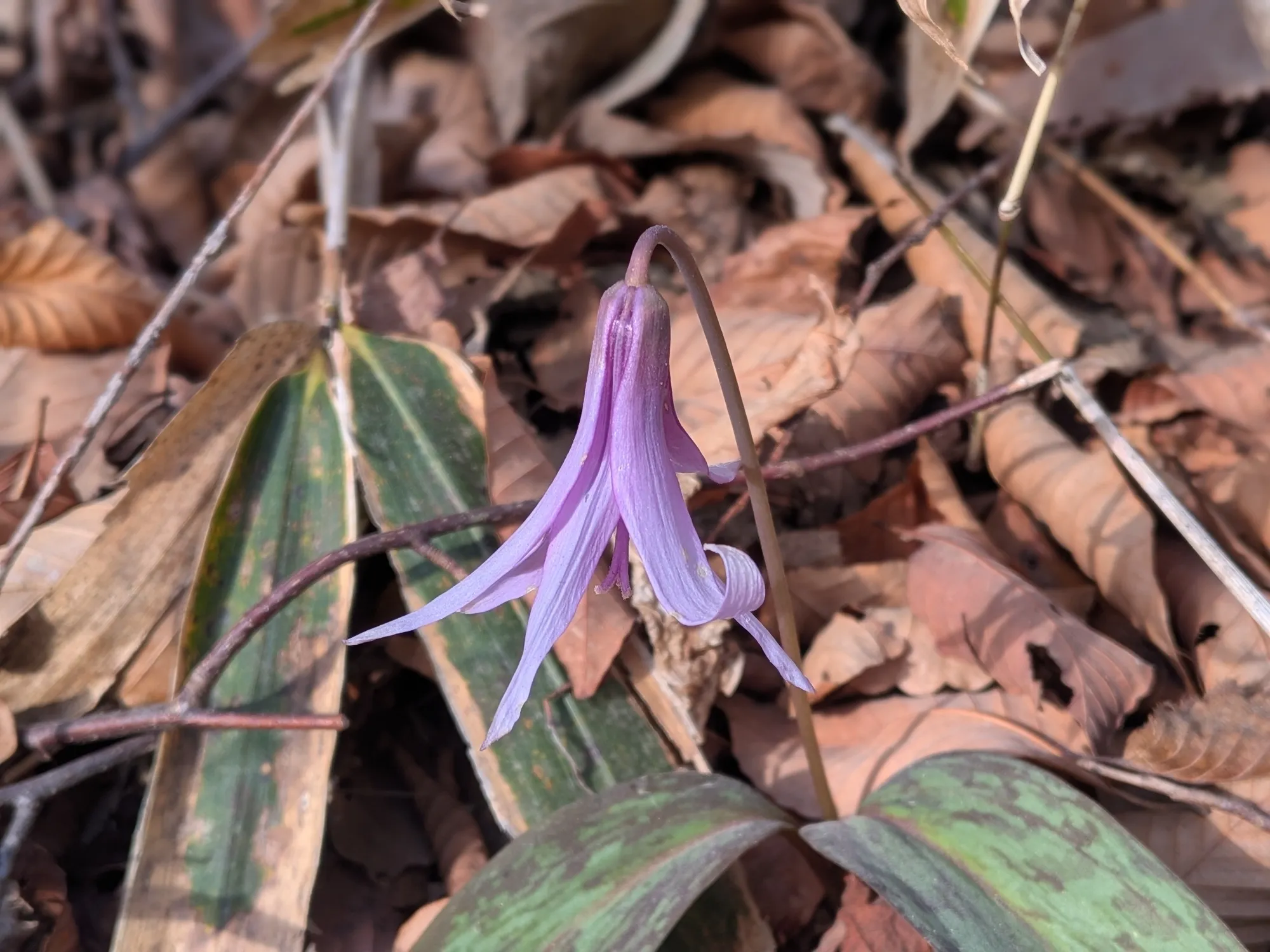 たむら鍼灸整骨院のイメージ