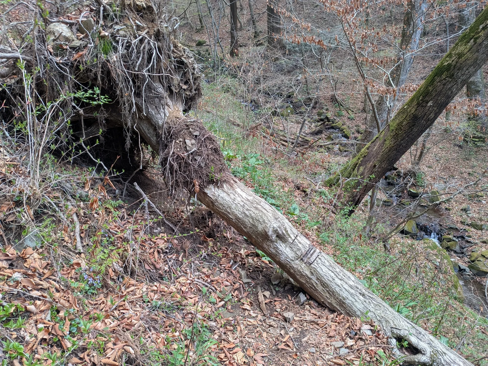 たむら鍼灸整骨院のイメージ
