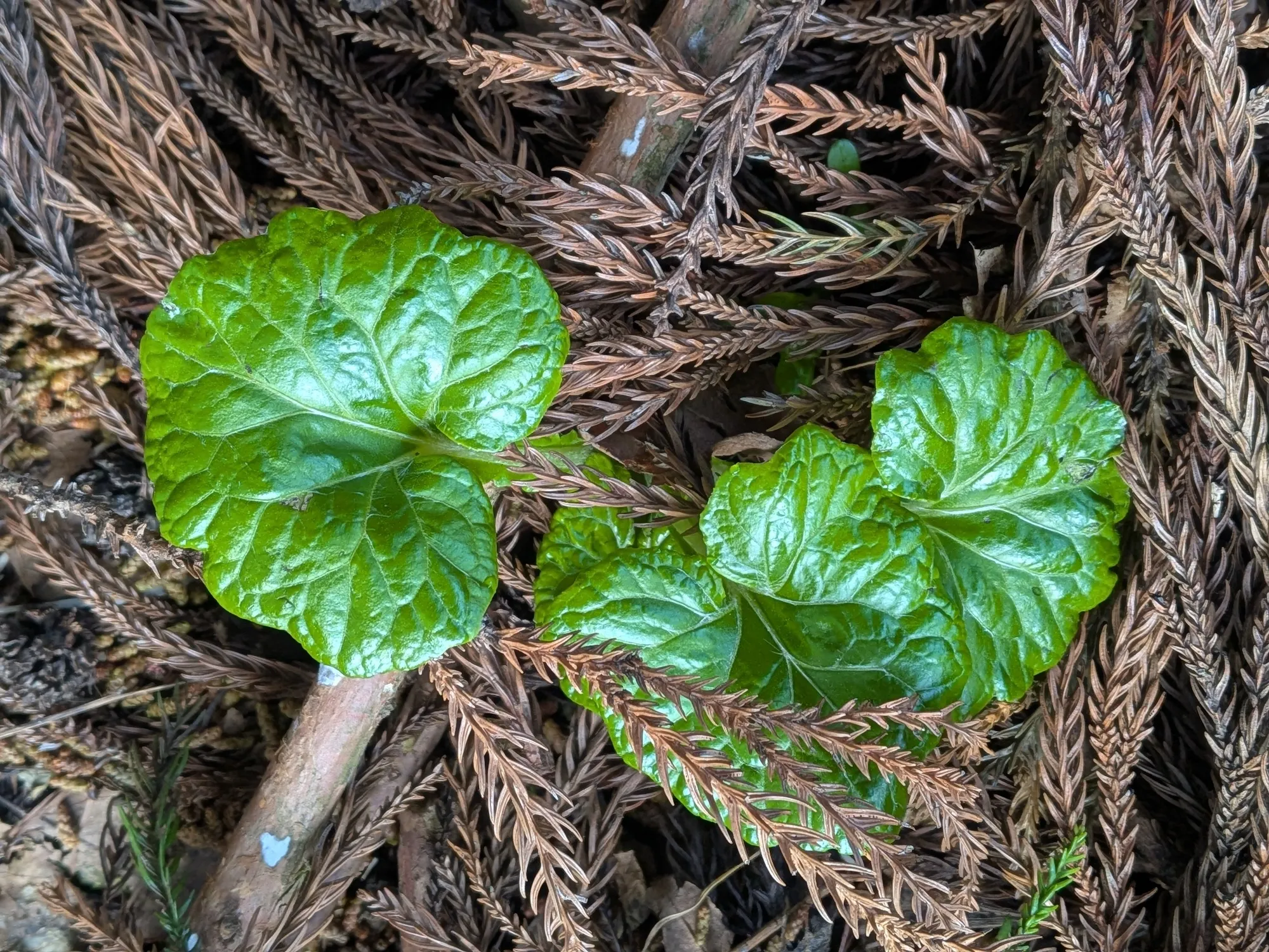 たむら鍼灸整骨院のイメージ