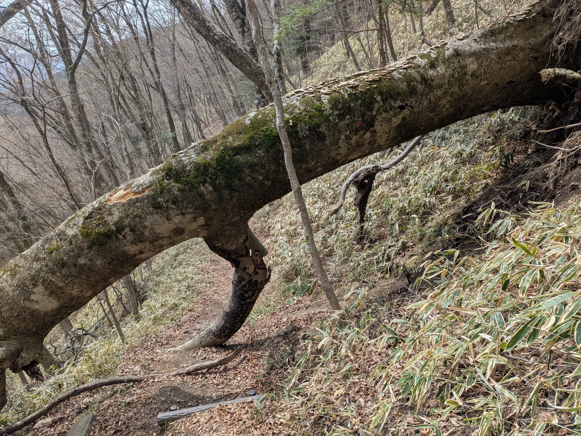 たむら鍼灸整骨院のイメージ
