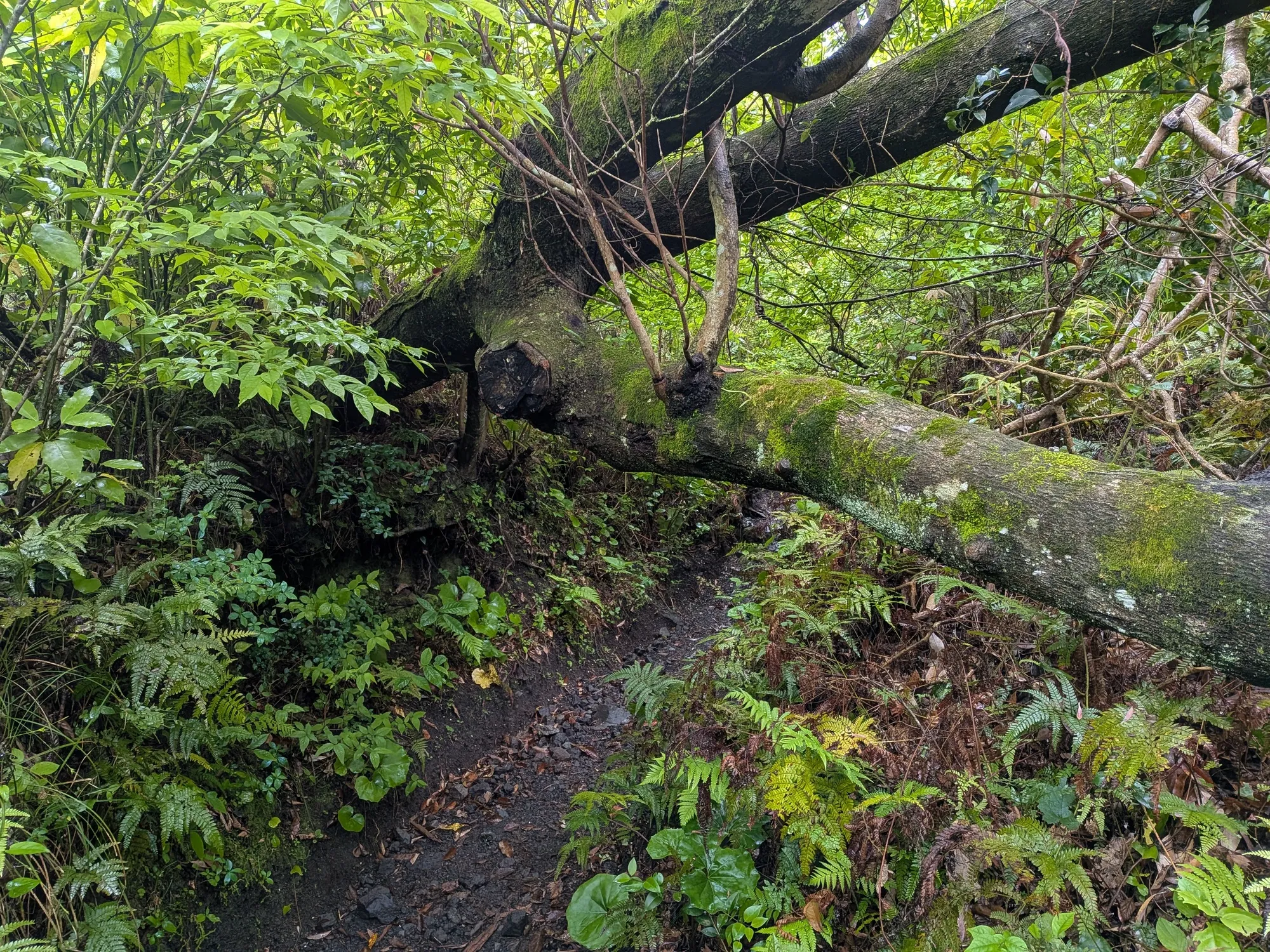 たむら鍼灸整骨院のイメージ