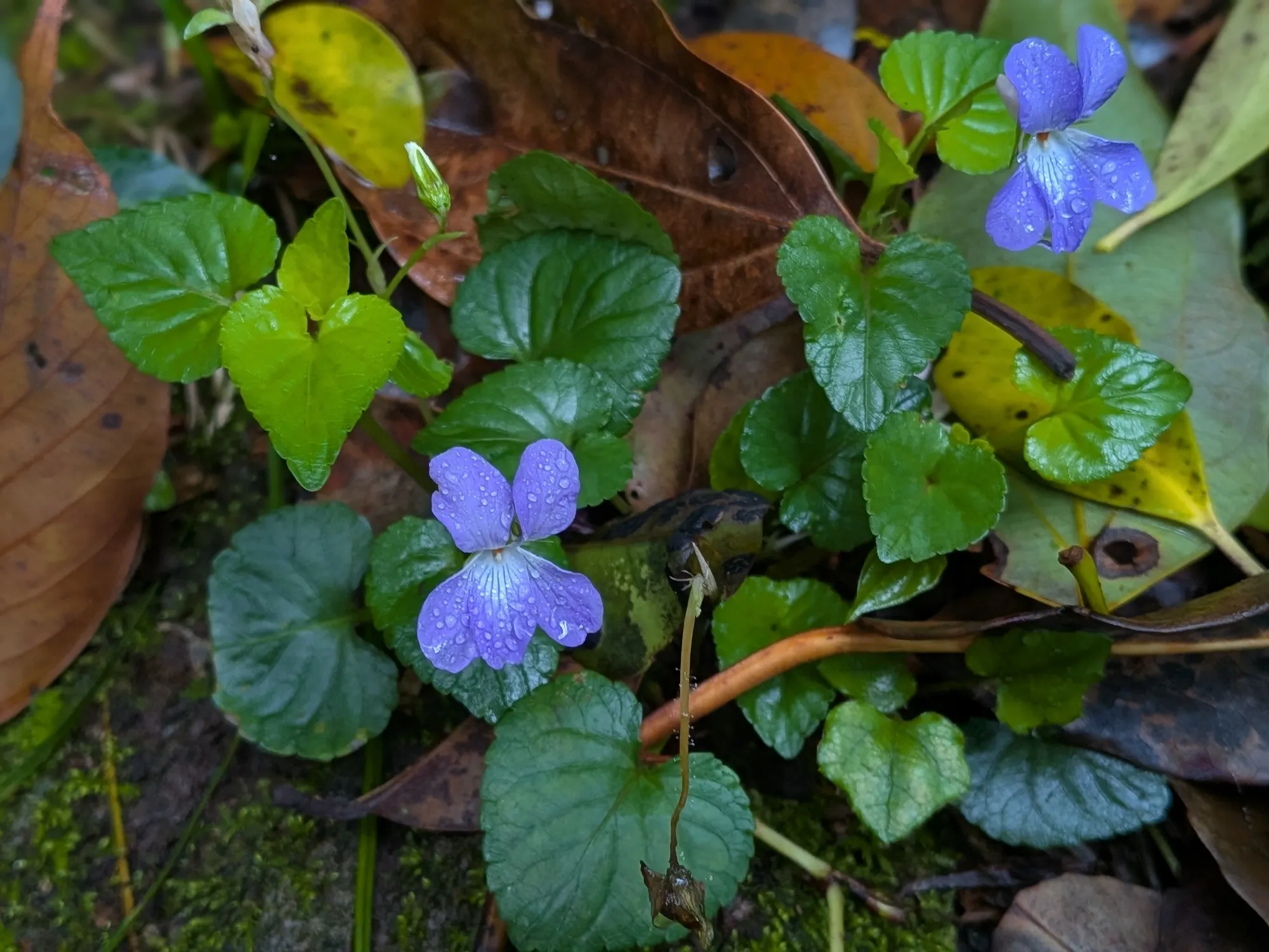 たむら鍼灸整骨院のイメージ